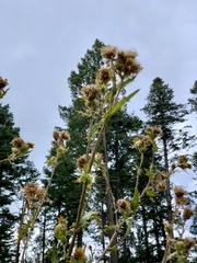 Cirsium parryi
