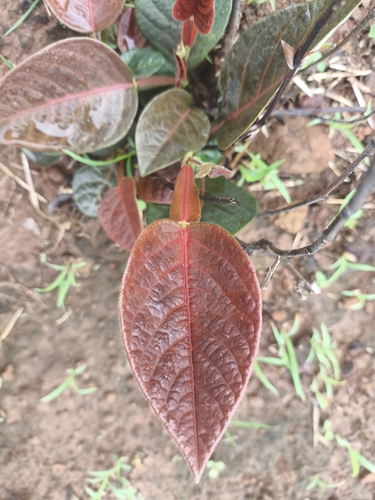 Tadehagi triquetrum, photograph 6