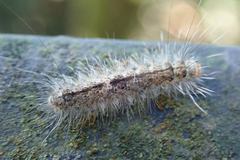 Danielithosia immaculata