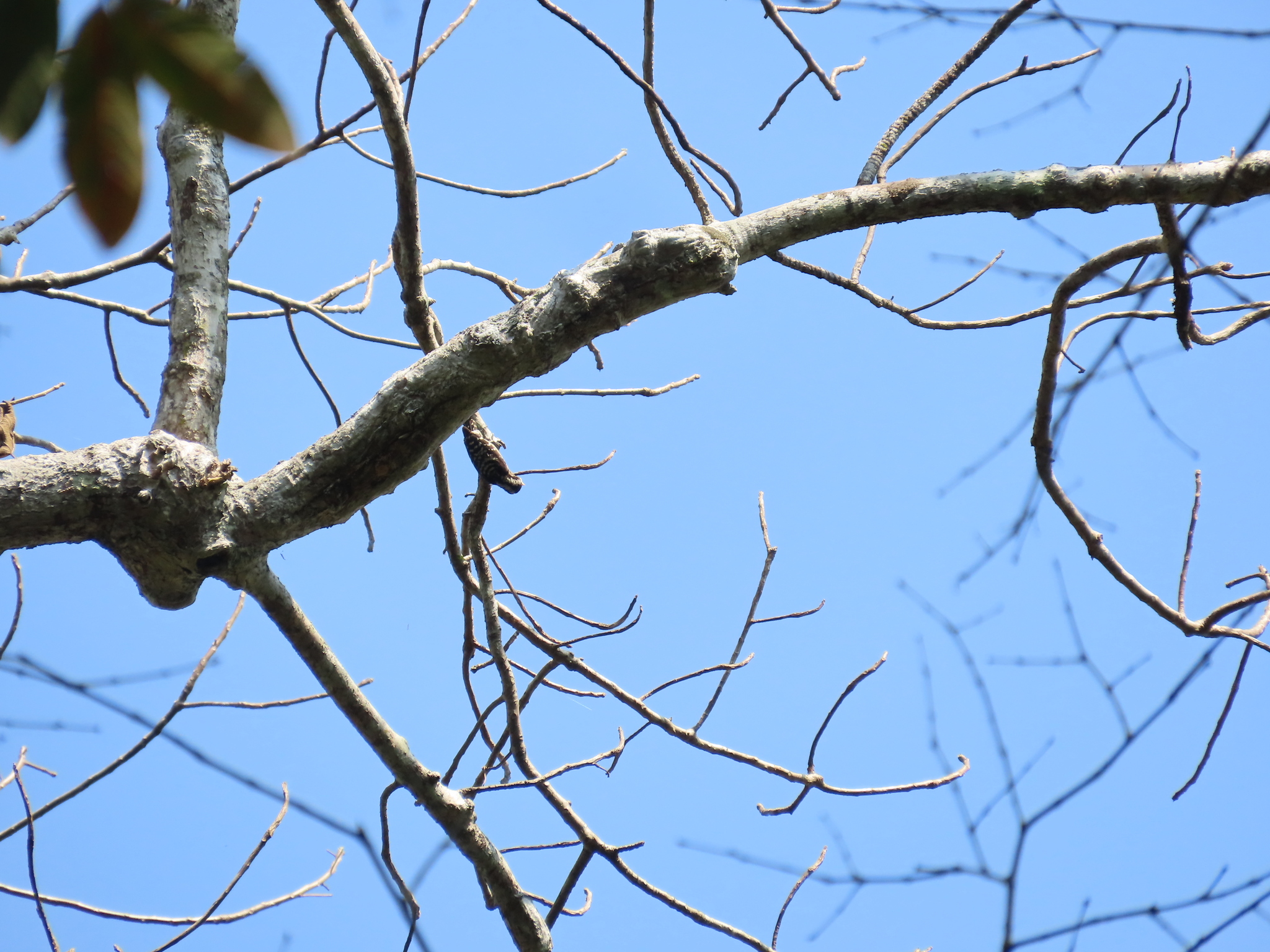 Brown-capped Pygmy Woodpecker (Yungipicus nanus), photo 3