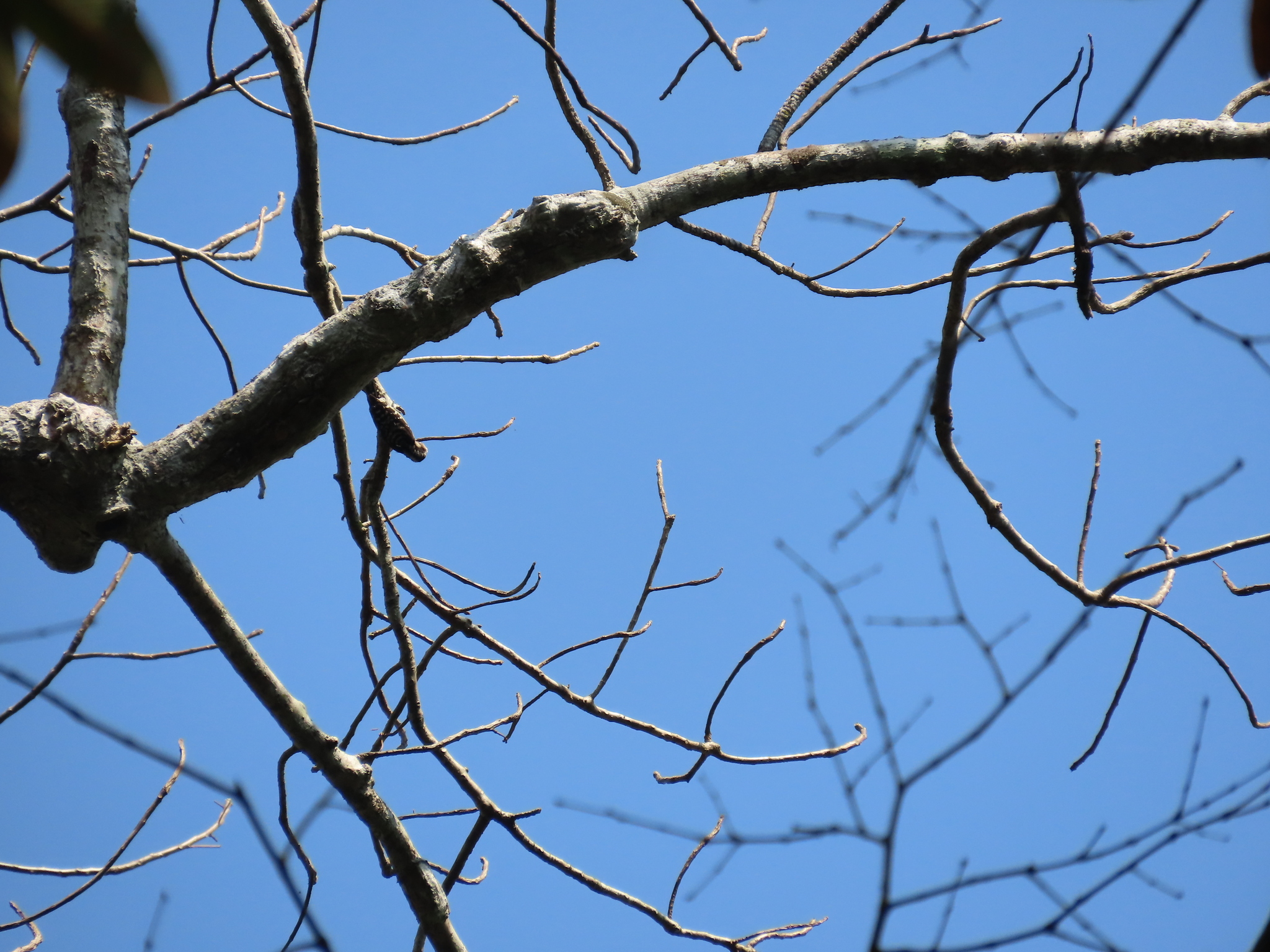 Brown-capped Pygmy Woodpecker (Yungipicus nanus), photo 4
