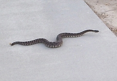 Crotalus oreganus helleri
