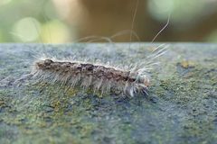 Danielithosia immaculata