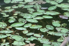 Polypedilum braseniae