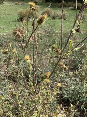 Cirsium parryi
