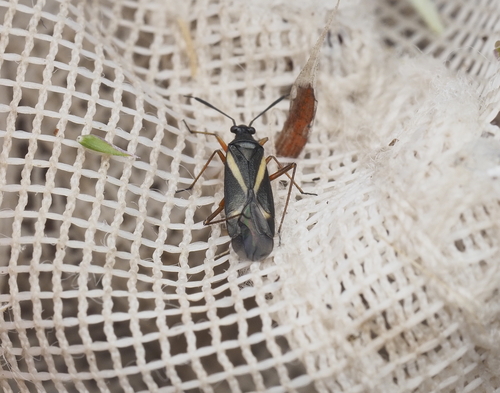 Orectoderus arcuatus