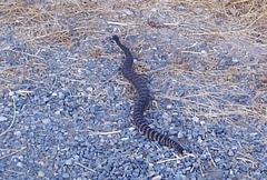 Crotalus oreganus helleri