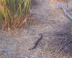 Crotalus oreganus helleri