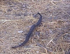 Crotalus oreganus helleri