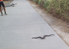 Crotalus oreganus helleri