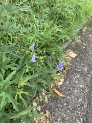 Adenophora triphylla