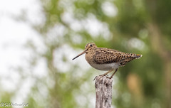 Swinhoe's Snipe photo 3