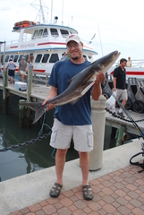 Rachycentron canadum