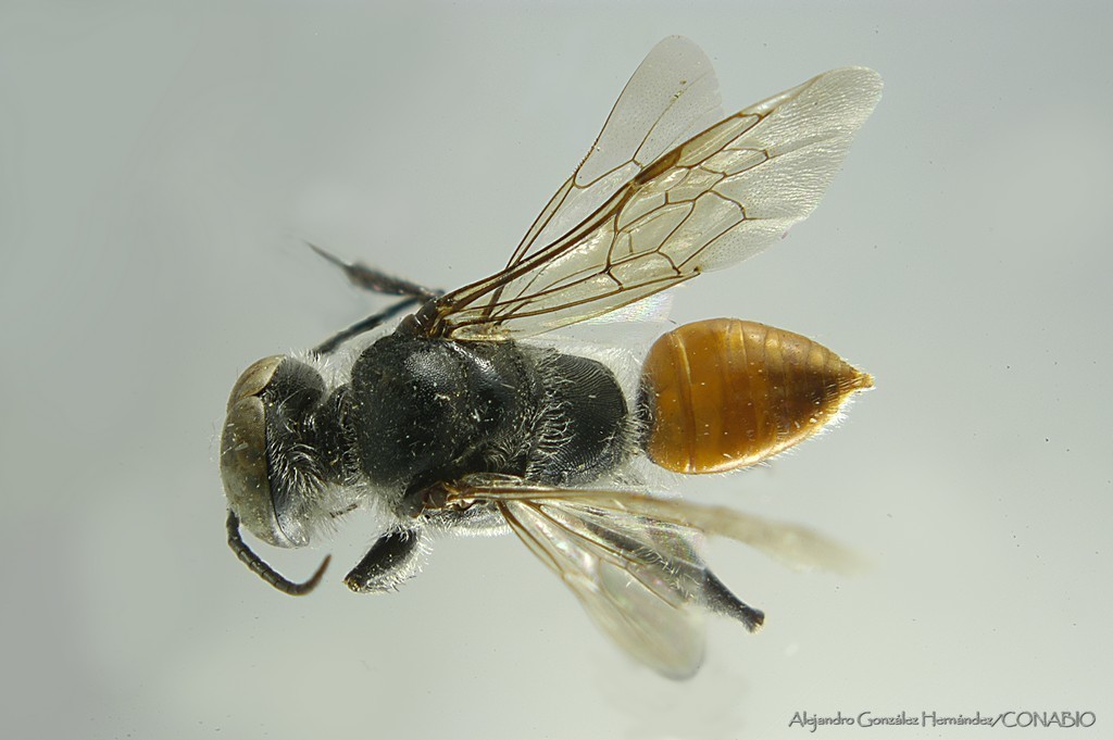 Astata alpestris