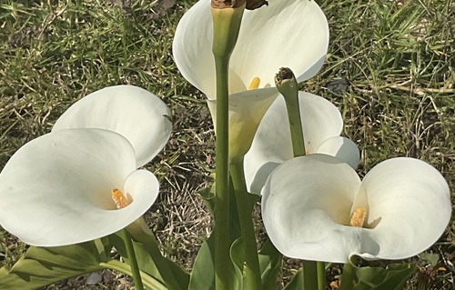 calla lily