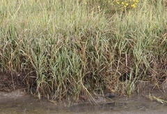 Sporobolus alterniflorus × foliosus