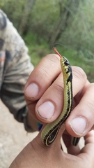 Thamnophis pulchrilatus