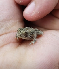 Anaxyrus americanus