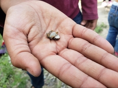Anaxyrus americanus