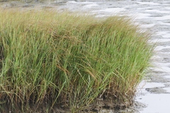 Sporobolus alterniflorus × foliosus