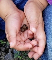 Anaxyrus americanus