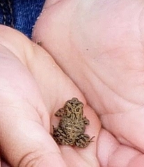 Anaxyrus americanus