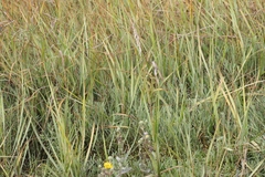 Sporobolus alterniflorus × foliosus