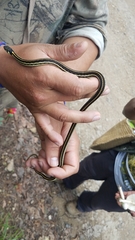 Thamnophis pulchrilatus