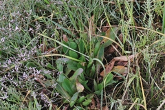 Limonium californicum