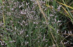 Limonium californicum