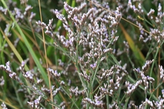 Limonium californicum