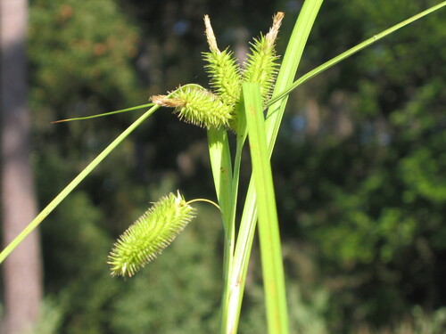 Carex pseudocyperus iNat (3)