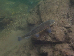 Catostomus macrocheilus