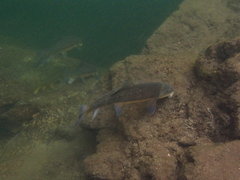 Catostomus macrocheilus