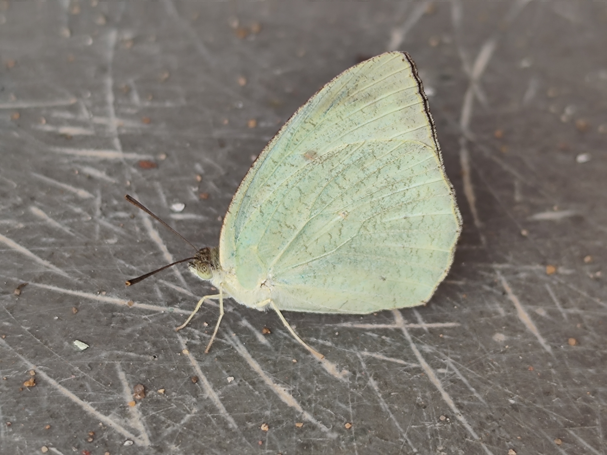 Mottled Emigrant
