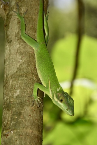 Holguin Anole