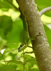Anolis noblei