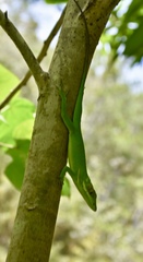 Anolis noblei