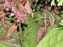 Ardisia primulifolia