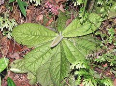 Ardisia primulifolia
