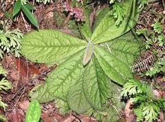 Ardisia primulifolia