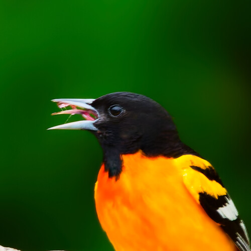 Turpial de Baltimore (Icterus galbula)