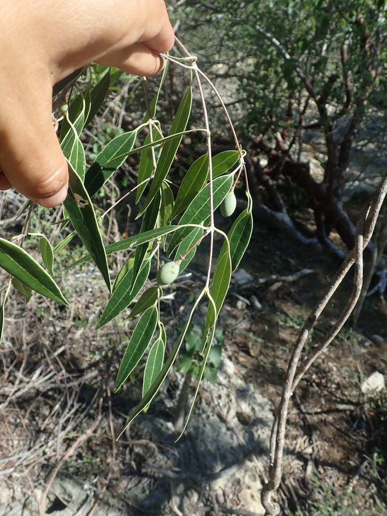 Noronhia lanceolata