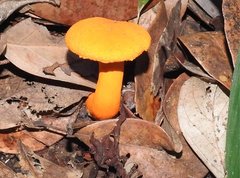 Aureoboletus auriflammeus