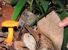 Aureoboletus auriflammeus