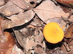Aureoboletus auriflammeus