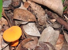 Aureoboletus auriflammeus