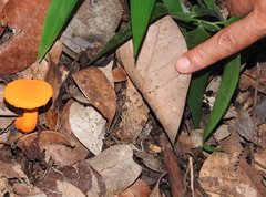 Aureoboletus auriflammeus