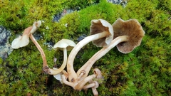 Hypholoma subviride
