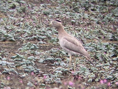 Burhinus superciliaris